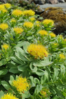 Rhodiola Rosea