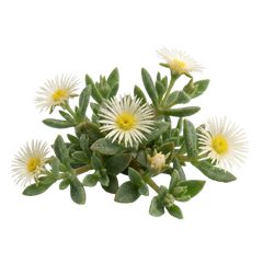 SCELETIUM TORTUOSUM