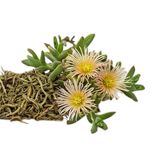 SCELETIUM TORTUOSUM  (5% alkaloids) — 20 mg