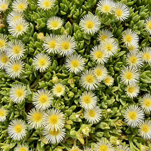 Sceletium tortuosum, close up